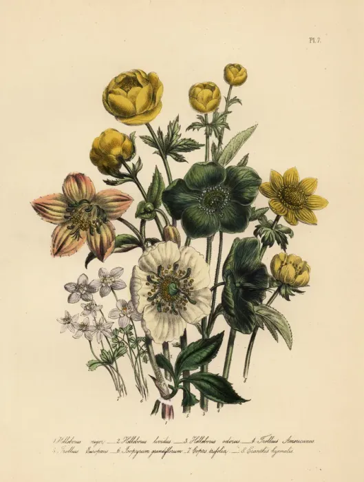 Framed Print : Hellebore and globeflower species Framed Print : Hellebore and globeflower species