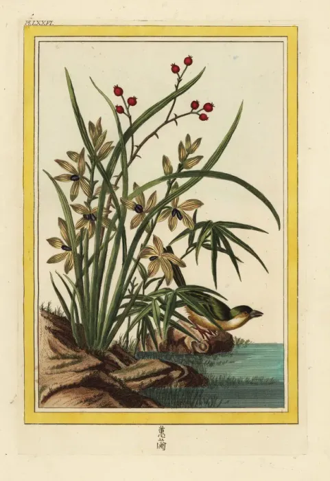 Framed Print : Helleborine orchid, Cephalanthera longifolia Framed Print : Helleborine orchid, Cephalanthera longifolia