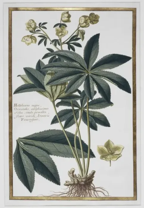 Framed Print : Helleborus kochii, false rose Framed Print : Helleborus kochii, false rose