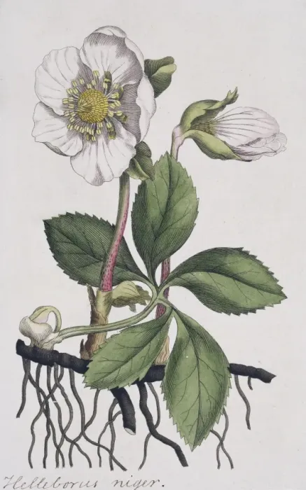 Framed Print : Helleborus niger, Christmas rose Framed Print : Helleborus niger, Christmas rose