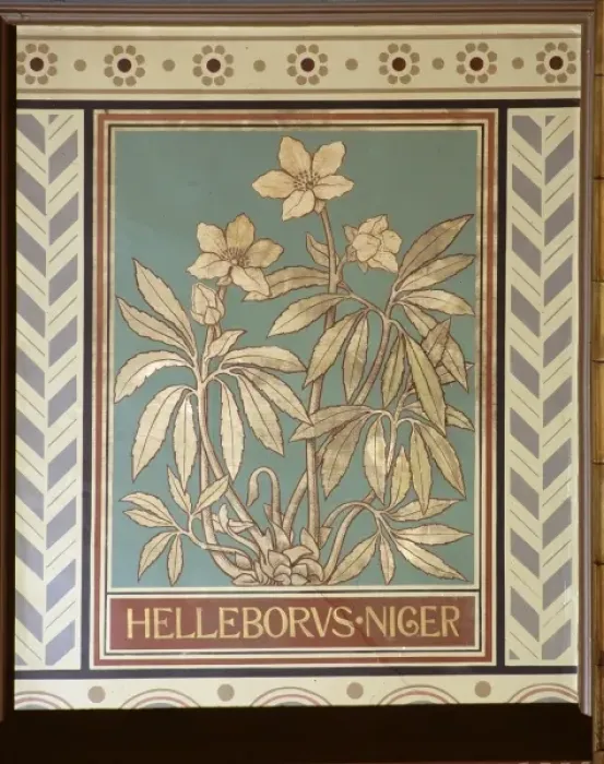 Framed Print : Helleborus niger, Christmas rose Framed Print : Helleborus niger, Christmas rose