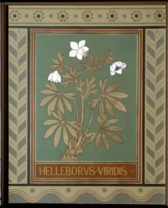 Framed Print : Helleborus viridis, green hellebore Framed Print : Helleborus viridis, green hellebore