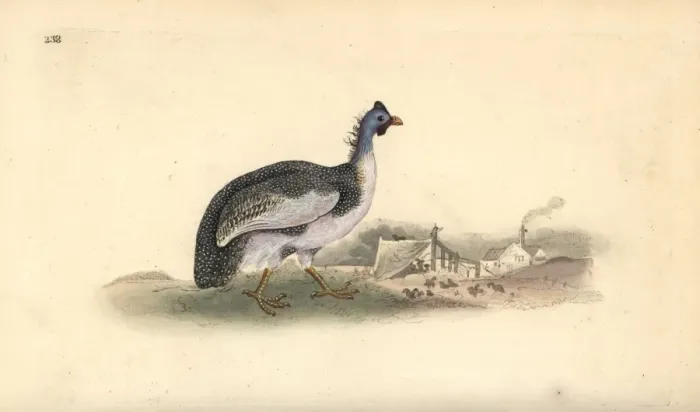 Framed Print : Helmeted guineafowl, Numida meleagris Framed Print : Helmeted guineafowl, Numida meleagris