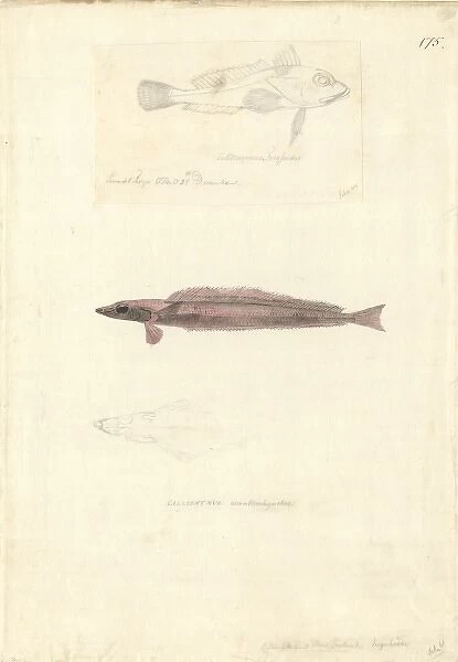 Hemerocoetes monopterygius, opalfish