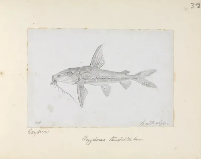 Framed Print : Hemidoras stenopeltis, catfish