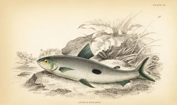 Framed Print : Hemiodus unimaculatus Framed Print : Hemiodus unimaculatus