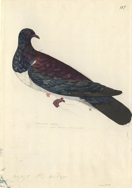 Hemiphaga novaeseelandiae, New Zealand pigeon