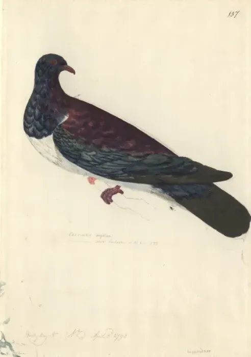 Framed Print : Hemiphaga novaeseelandiae, New Zealand pigeon Framed Print : Hemiphaga novaeseelandiae, New Zealand pigeon