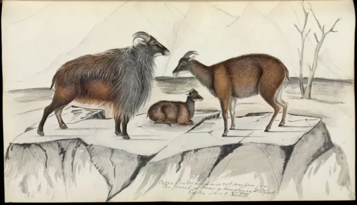 Framed Print : Hemitragus jemlahicus, Himalayan tahr Framed Print : Hemitragus jemlahicus, Himalayan tahr