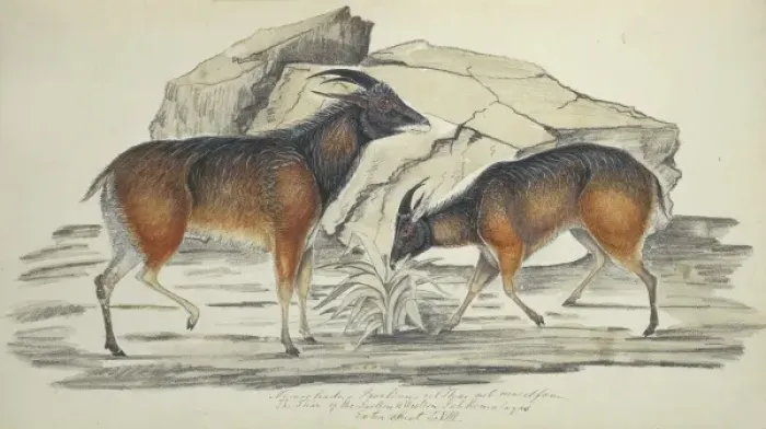 Framed Print : Hemitragus jemlahicus, tahr Framed Print : Hemitragus jemlahicus, tahr