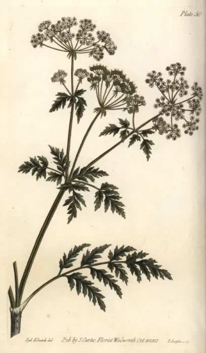 Framed Print : Hemlock, Conium maculatum