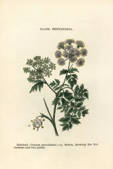 Framed Print : Hemlock, Conium maculatum Framed Print : Hemlock, Conium maculatum