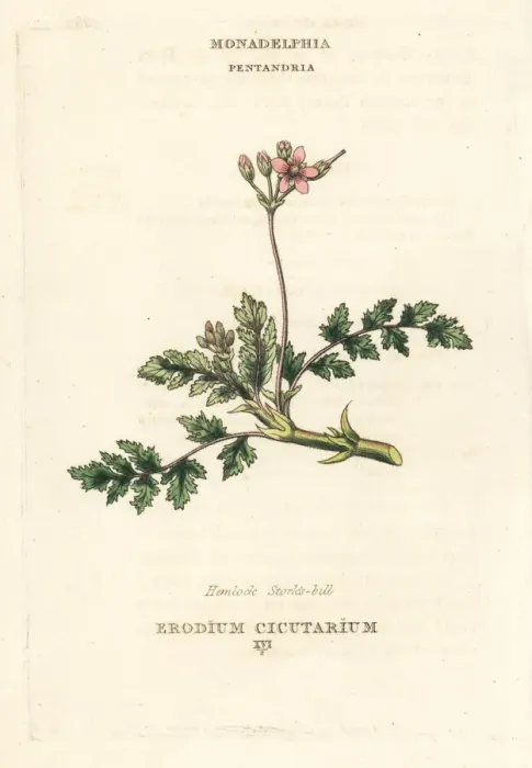 Framed Print : Hemlock stork s-bill, Erodium cicutarium Framed Print : Hemlock stork s-bill, Erodium cicutarium