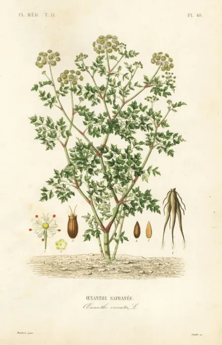 Framed Print : Hemlock water dropwort, Oenanthe crocata Framed Print : Hemlock water dropwort, Oenanthe crocata