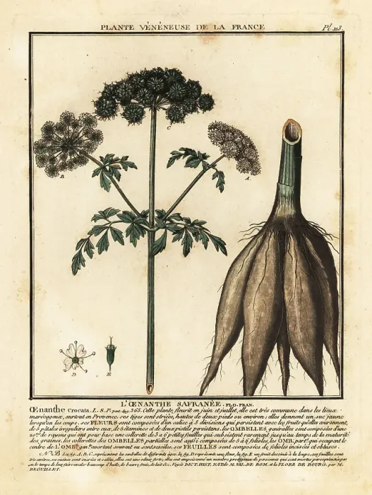 Framed Print : Hemlock water-dropwort, Oenanthe crocata Framed Print : Hemlock water-dropwort, Oenanthe crocata