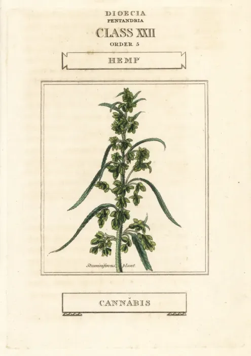 Framed Print : Hemp, Cannabis sativa Framed Print : Hemp, Cannabis sativa