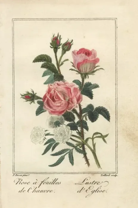 Framed Print : Hemp-leaved rose, Rosa cannabina, and lustre Framed Print : Hemp-leaved rose, Rosa cannabina, and lustre