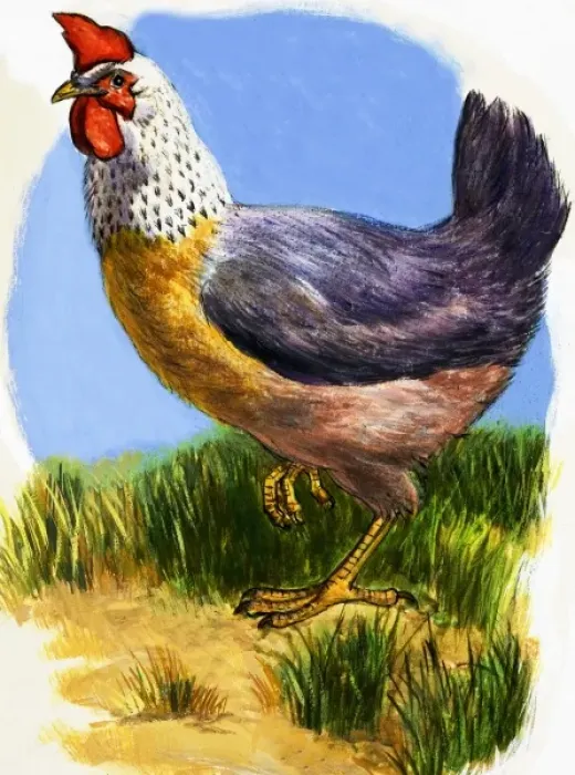 Framed Print : Hen Framed Print : Hen