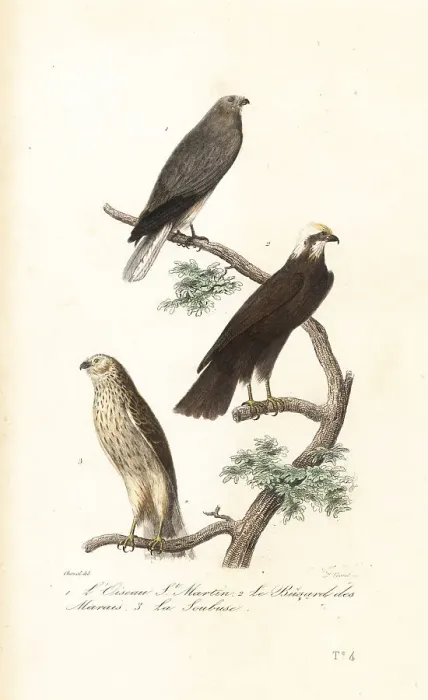 Framed Print : Hen harrier, Eurasian marsh-harrier and Montagu's harrier Framed Print : Hen harrier, Eurasian marsh-harrier and Montagu's harrier
