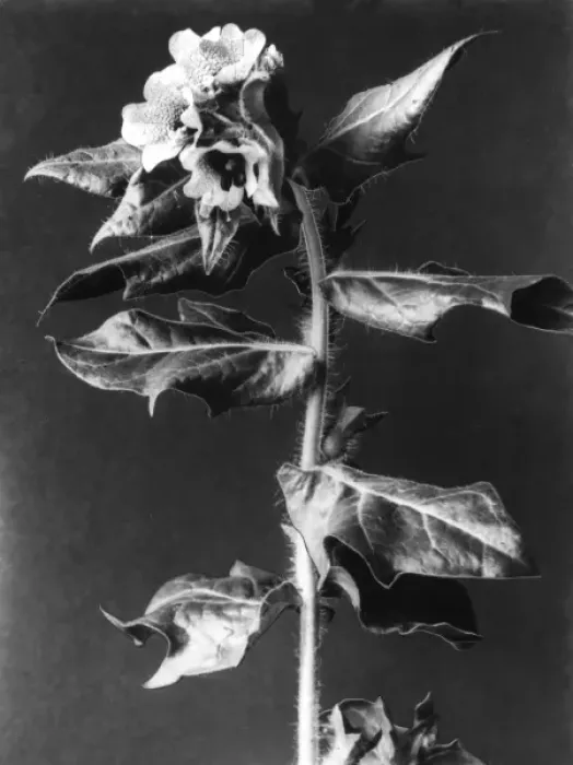 Framed Print : HENBANE. Henbane (Hyoscyamus Niger), is wild, poisonous plant Framed Print : HENBANE. Henbane (Hyoscyamus Niger), is wild, poisonous plant