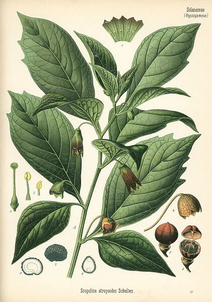Henbane bell, Scopolia carniolica