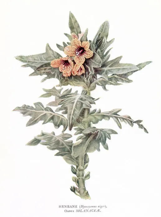 Framed Print : Henbane. Date: 1915 Framed Print : Henbane. Date: 1915