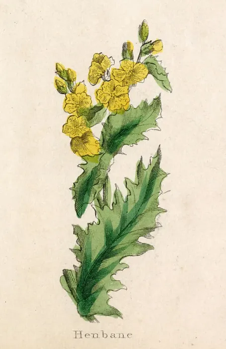 Framed Print : Henbane or Hogbean. Date: circa 1820 Framed Print : Henbane or Hogbean. Date: circa 1820