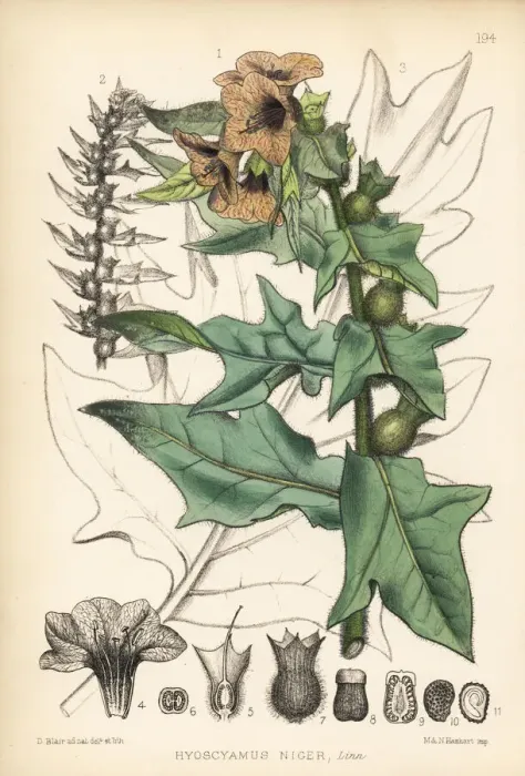 Framed Print : Henbane, Hyoscyamus niger Framed Print : Henbane, Hyoscyamus niger