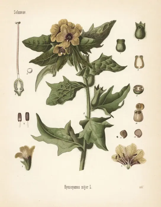 Framed Print : Henbane, Hyoscyamus niger Framed Print : Henbane, Hyoscyamus niger