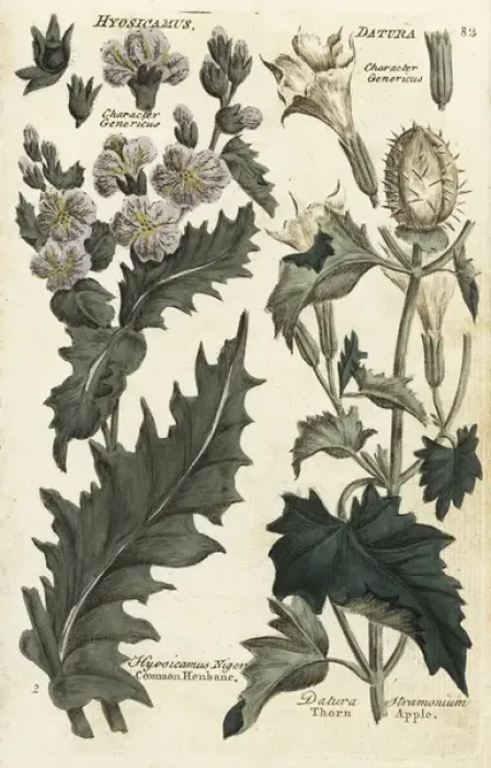 Framed Print : Henbane, Hyosicamus niger, and thorn apple Framed Print : Henbane, Hyosicamus niger, and thorn apple