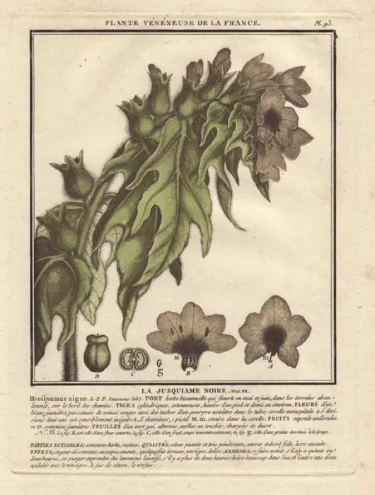Framed Print : Henbane or stinking nightshade, Hyoscyamus niger Framed Print : Henbane or stinking nightshade, Hyoscyamus niger