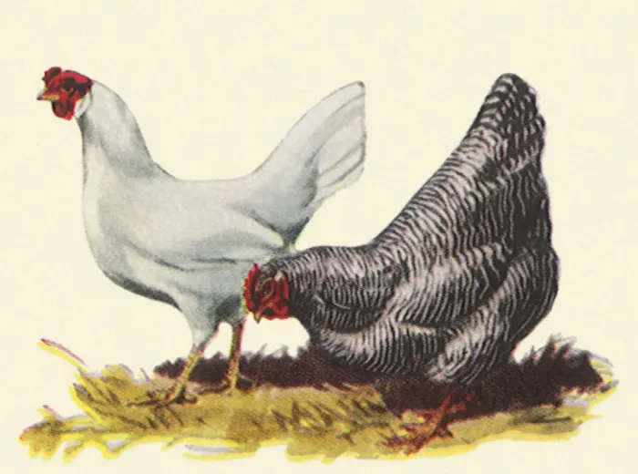 Framed Print : Two Hens Date: 1948 Framed Print : Two Hens Date: 1948