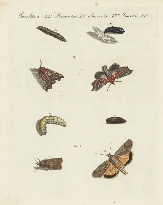 Framed Print : Herald moth and large yellow underwing Framed Print : Herald moth and large yellow underwing