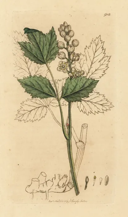 Framed Print : Herb Christopher or baneberries, Actaea spicata Framed Print : Herb Christopher or baneberries, Actaea spicata