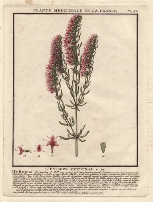 Framed Print : Herb Hyssop, Hyssopus officinalis Framed Print : Herb Hyssop, Hyssopus officinalis