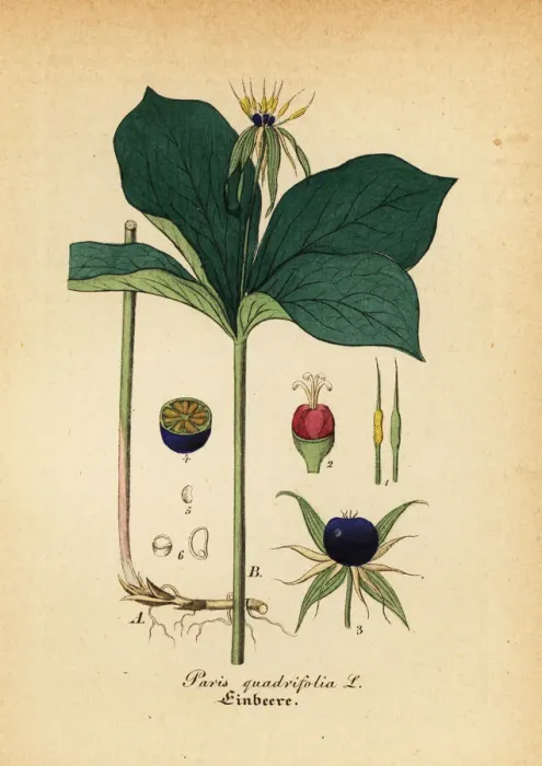 Framed Print : Herb Paris, Paris quadrifolia Framed Print : Herb Paris, Paris quadrifolia