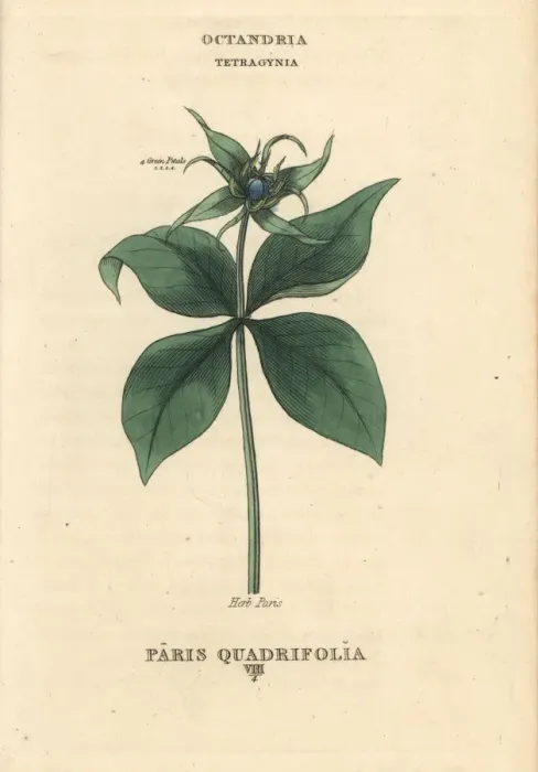 Framed Print : Herb Paris, Paris quadrifolia Framed Print : Herb Paris, Paris quadrifolia