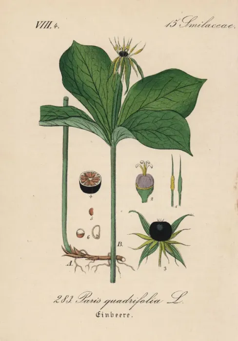 Framed Print : Herb Paris, Paris quadrifolia Framed Print : Herb Paris, Paris quadrifolia