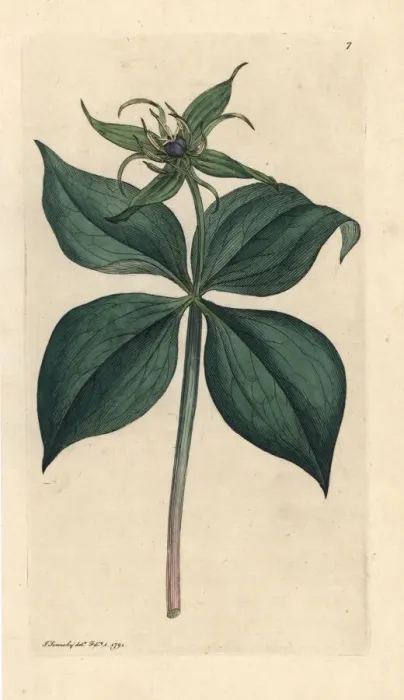 Framed Print : Herb Paris, Paris quadrifolia Framed Print : Herb Paris, Paris quadrifolia