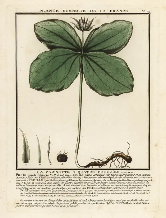 Framed Print : Herb-paris, Paris quadrifolia Framed Print : Herb-paris, Paris quadrifolia