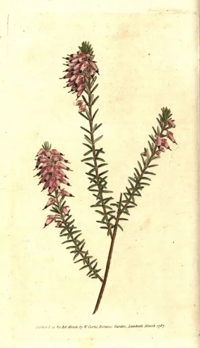 Framed Print : Herbaceous heath, Erica herbacea Framed Print : Herbaceous heath, Erica herbacea