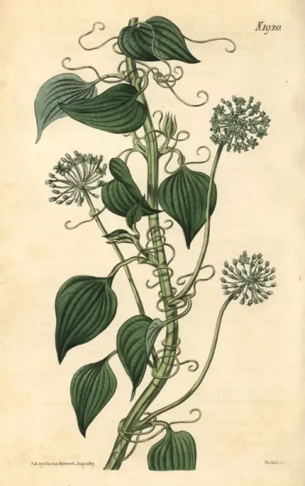 Framed Print : Herbaceous smilax, Smilax herbacea Framed Print : Herbaceous smilax, Smilax herbacea