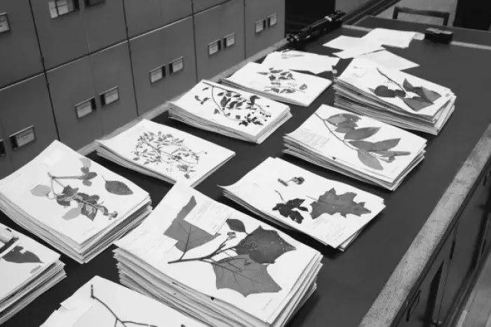 Framed Print : Herbarium sheets Framed Print : Herbarium sheets