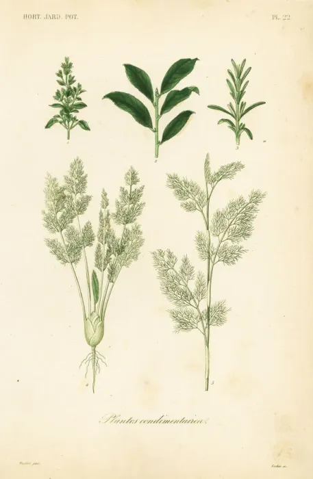 Framed Print : Herbs, plantes condimentaires Framed Print : Herbs, plantes condimentaires