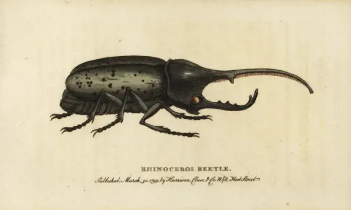 Framed Print : Hercules beetle, Dynastes hercules Framed Print : Hercules beetle, Dynastes hercules