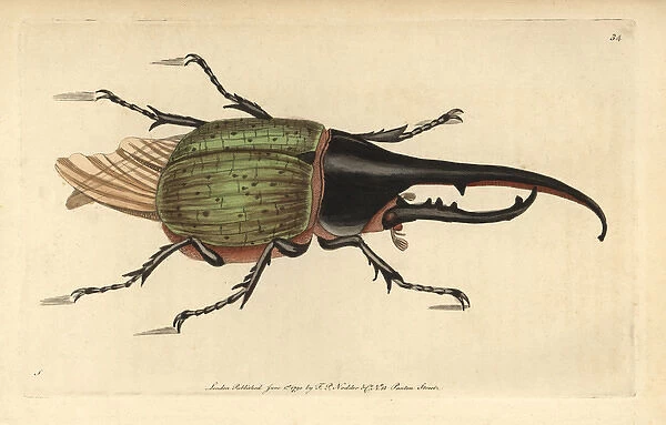 Hercules beetle, Dynastes hercules