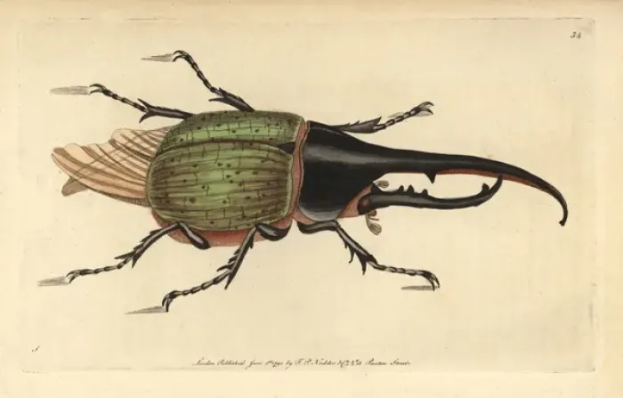 Framed Print : Hercules beetle, Dynastes hercules Framed Print : Hercules beetle, Dynastes hercules
