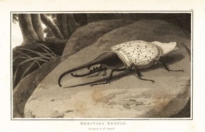 Framed Print : Hercules beetle, Dynastes hercules, perched on a rock Framed Print : Hercules beetle, Dynastes hercules, perched on a rock