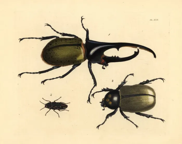 Framed Print : Hercules beetle and sculptured pine borer Framed Print : Hercules beetle and sculptured pine borer