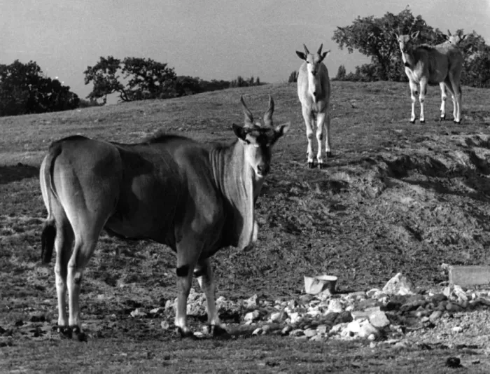Framed Print : Herd of Eland Framed Print : Herd of Eland